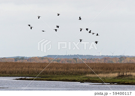 Group with Grey Herons flying over a wetland 59400117