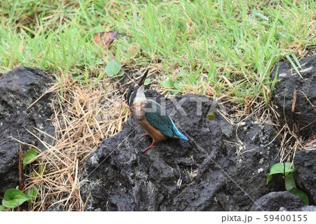 カワセミ 59400155