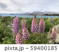 ニュージーランド テカポ湖のルピナスの花 59400185