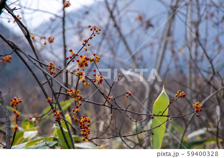 晴れた野のツルウメモドキ。北海道、道東の自然。 59400328