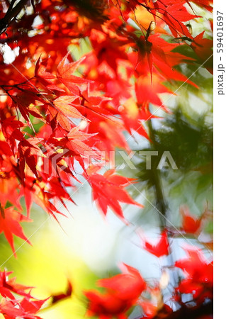紅葉 59401697