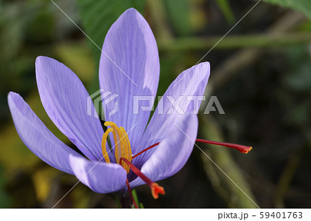 サフランの花の写真素材