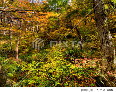 紅葉の大神山神社 紅葉の大神山神社 59401800