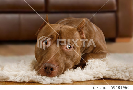 American Pit Bull Terrier dog lying on a fur rug 59401960