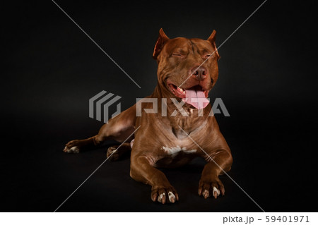 American Pit Bull Terrier dog lying over black American Pit Bull Terrier dog lying over black 59401971