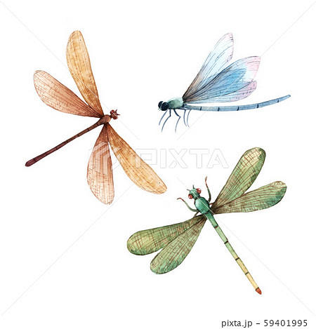 Watercolor Summer Dragonfly Insect Colourful Stock Illustration