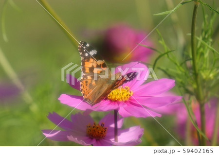秋の花壇の花：コスモスの蝶々：ヒメアカタテハ 59402165