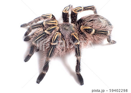 タランチュラ チャコジャイアントゴールデンニー Grammostola pulchripes 59402298