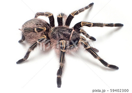 Tarantula Chaco Giant Golden Knee Grammostola Stock Photo