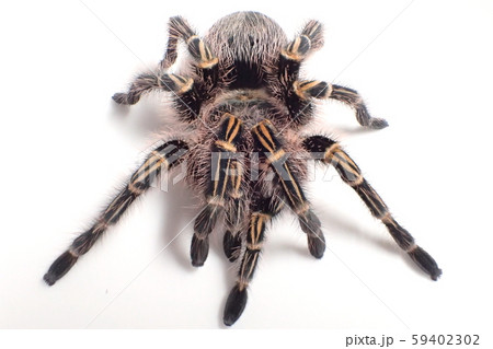 タランチュラ チャコジャイアントゴールデンニー Grammostola Pulchripesの写真素材