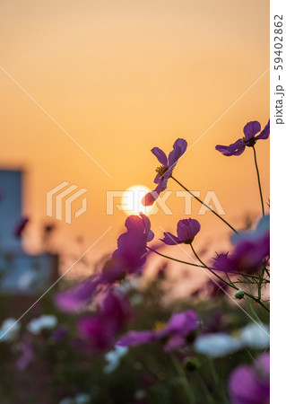 夕陽に映える爽やかな秋桜 夕陽に映える爽やかな秋桜 59402862