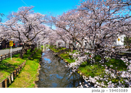 桜景 新河岸川 桜景 新河岸川 59403089