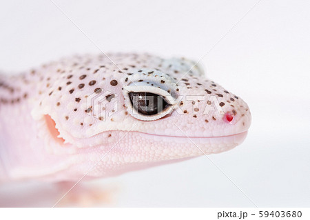 ヒョウモントカゲモドキ, レオパルドゲッコーの目, 爬虫類のペット 59403680