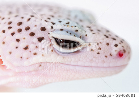 ヒョウモントカゲモドキ レオパルドゲッコーの目 爬虫類のペットの写真素材