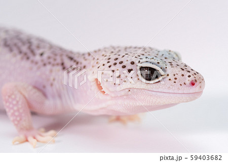 ヒョウモントカゲモドキ, レオパルドゲッコーの目, 爬虫類のペット ヒョウモントカゲモドキ, レオパルドゲッコーの目, 爬虫類のペット 59403682