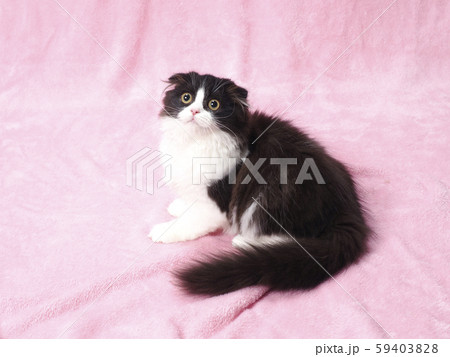 振り向いたハチワレの仔猫 振り向いたハチワレの仔猫 59403828