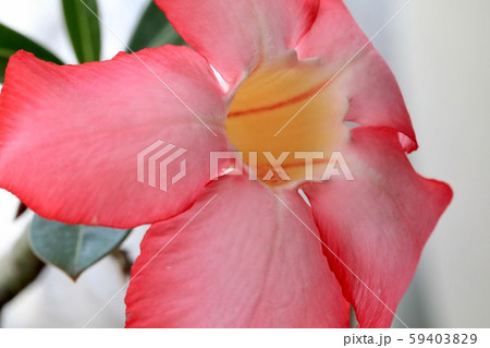 キョウチクトウに花が咲いたよ キョウチクトウに花が咲いたよ 59403829