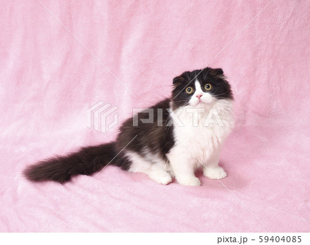 スコティシュフォールドの仔猫 スコティシュフォールドの仔猫 59404085