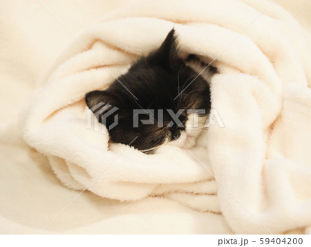 眠るエキゾチックショートヘアーの仔猫 眠るエキゾチックショートヘアーの仔猫 59404200