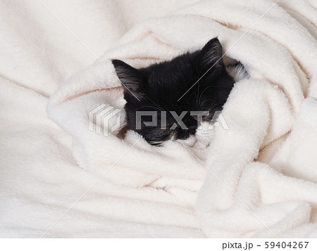 眠るエキゾチックショートヘアーの仔猫 59404267