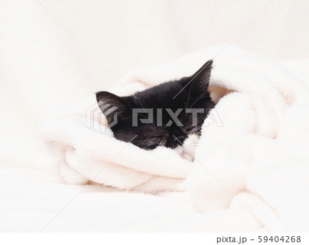 眠るエキゾチックショートヘアーの仔猫 眠るエキゾチックショートヘアーの仔猫 59404268
