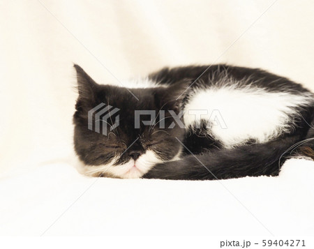 眠るエキゾチックショートヘアーの仔猫 眠るエキゾチックショートヘアーの仔猫 59404271