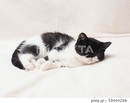 眠るエキゾチックショートヘアーの仔猫 59404289