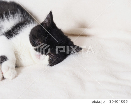 眠るエキゾチックショートヘアーの仔猫 59404396