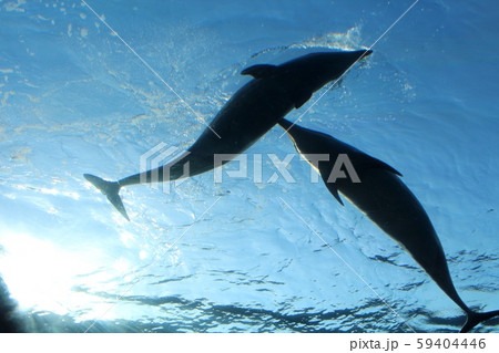 ハンドウイルカ 59404446