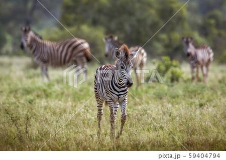 Plains zebra in Kruger National park, South Africa 59404794