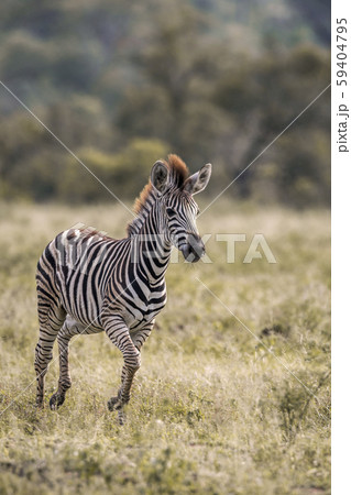 Plains zebra in Kruger National park, South Africa 59404795