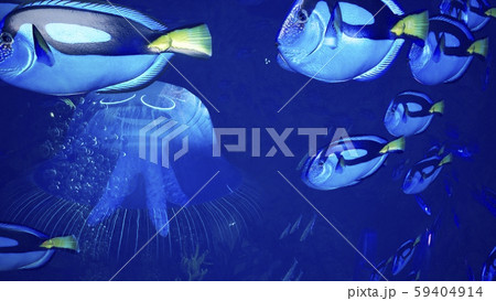 Fabulous Tropical Marine Life. Tropical underwater marine life and tropical beautiful underwater 59404914