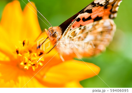 ヒメアカタテハ 59406095