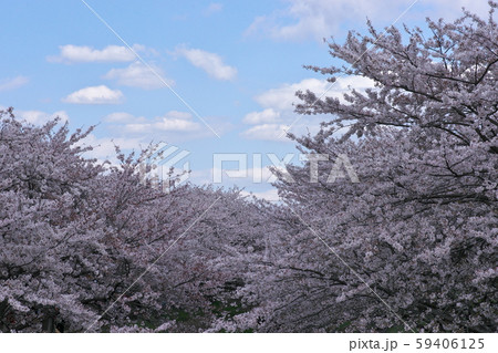 海老川沿いの桜 海老川沿いの桜 59406125