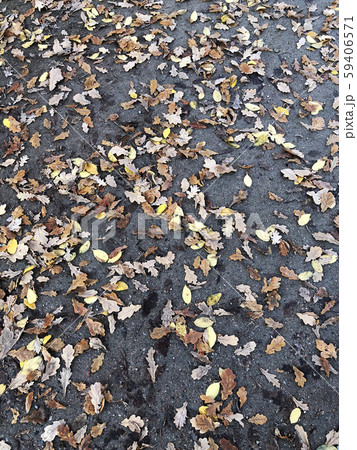 Background of Autumn leaves on concrete floor 59406571