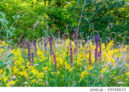 Wildflowers in summer Wildflowers in summer 59406610