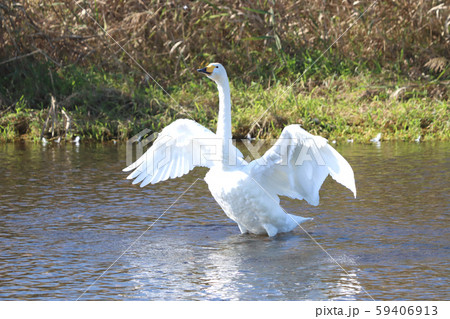 白鳥　栃木県真岡市　五行川 59406913