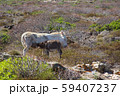 Albino donkey with baby on Asinara island of Sardinia, Italy 59407237