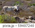 Albino donkey with baby on Asinara island of Sardinia, Italy 59407240