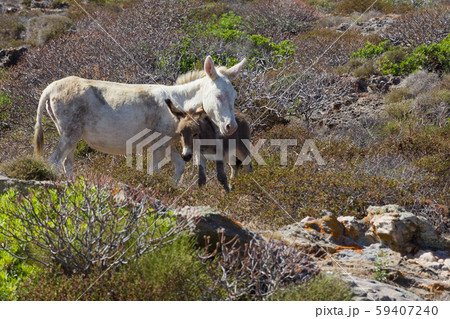 Albino donkey with baby on Asinara island of Sardinia, Italy 59407240