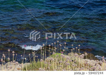 Seascape with turquoise water and purple flowers on the sardinia 59407244