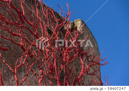 Installation of trees painted red in the form of corals in Alghe 59407247