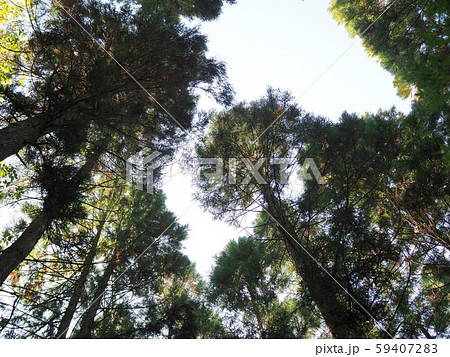 杉林を見上げて 59407283