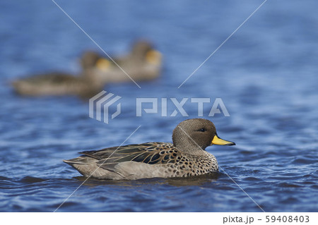 Speckled Teal (Anas flavirostris)  59408403