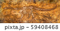Siamosaurus suteethorni . Fossil of dinosaur at 59408468