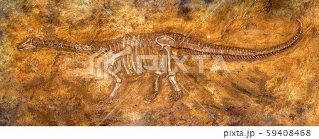 Siamosaurus suteethorni . Fossil of dinosaur at Siamosaurus suteethorni . Fossil of dinosaur at 59408468