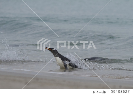 Gentoo Penguins (Pygoscelis papua) 59408627