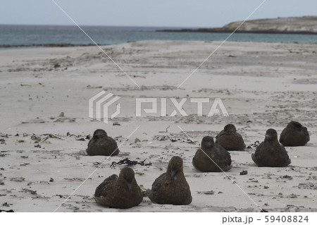 Group of Falkland Skua Group of Falkland Skua 59408824