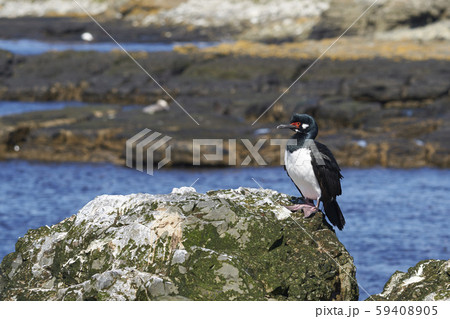 Rock Shag (Phalacrocorax magellanicus)  59408905