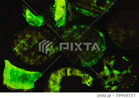Bioluminescent wood glowing in the dark, rare unique background texture 59409557